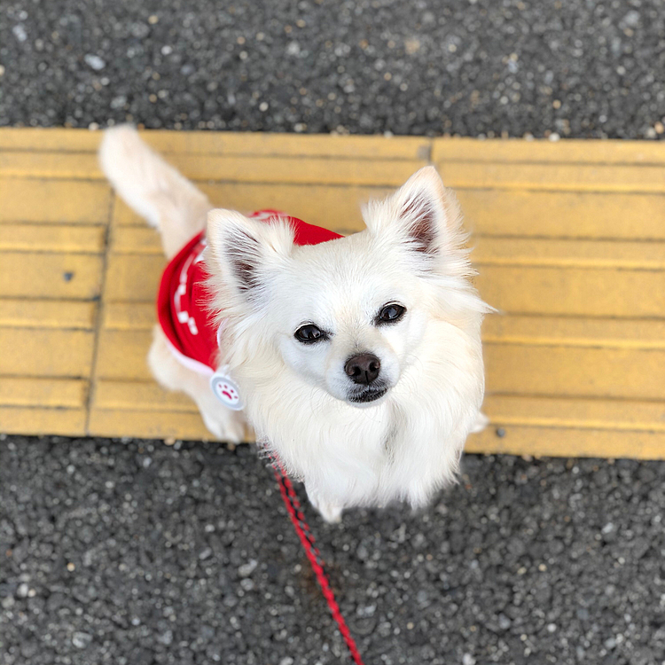 おはようございます☀
小雪は朝から元気いっぱいお散歩してきました🎵🐶
涼しくて歩きやすかったよ〜✨