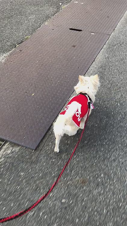 スタコラサッサ〜🐾👣
軽快に歩くね〜😆