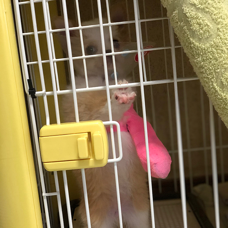 小春はまだお留守番🐶
ワクチン終わってないから、お外には行けないよ〜🤣