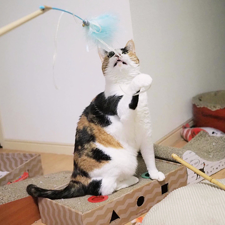 引っ張るにゃ