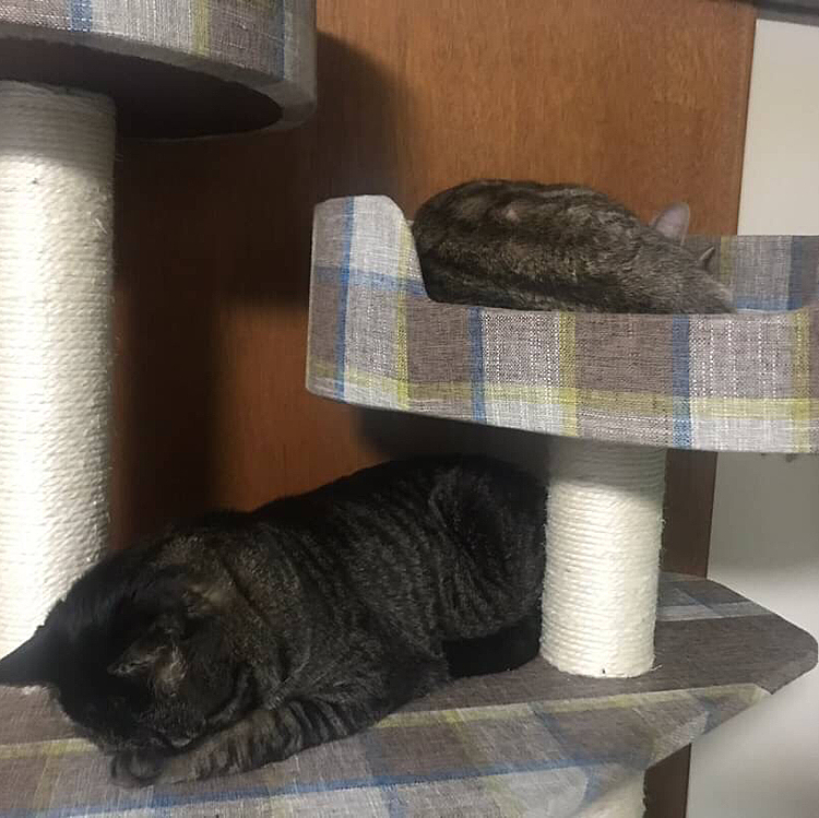 ただ寝てるだけの図