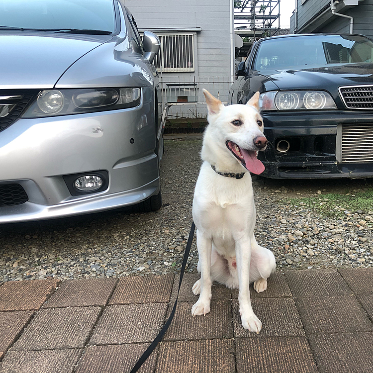 久々の投稿です〜
コロナが徐々に終息して来てますね〜
でも油断は禁物です。
最近はちゃんと言うことを聞いてくれる様になり写真を撮らせてくれます^_^
愛車とパシャリ🤳