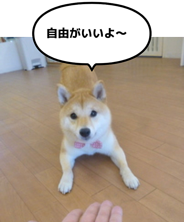 手術も無事終わり、まだまだ入院生活ですが…せつはこの間幼稚園に3ヶ月ぶりに行ってきたそうです。
幼稚園での画像載せます⭐️

人の手が伸びるとこのポーズで逃げ回るそうです
そう、せつは捕まえられるのが大嫌い⭐️
