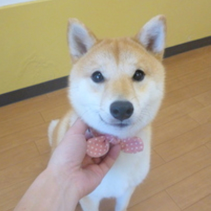首輪を掴まれる練習をしたそうです⭐️

せつ「褒めてもらえるなら…頑張る❣️」