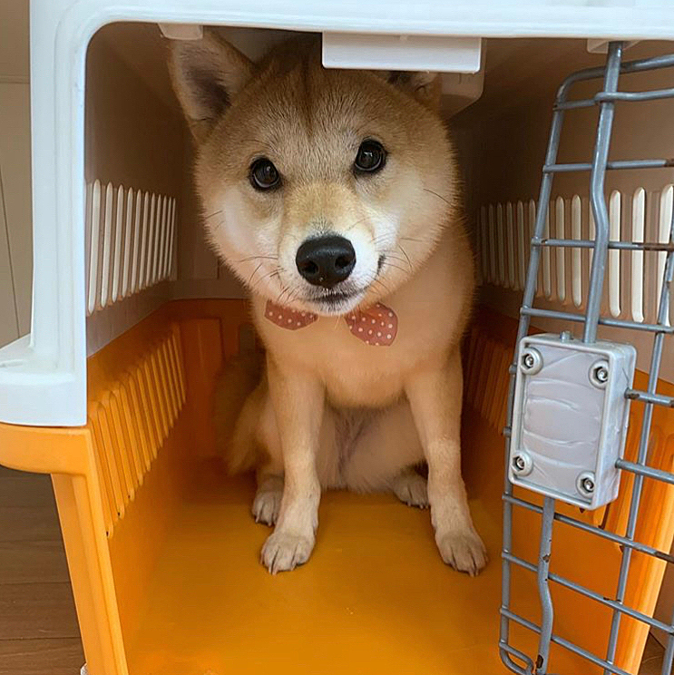 ハウスイン⭐️

せつ「そんなの簡単だよ〜」