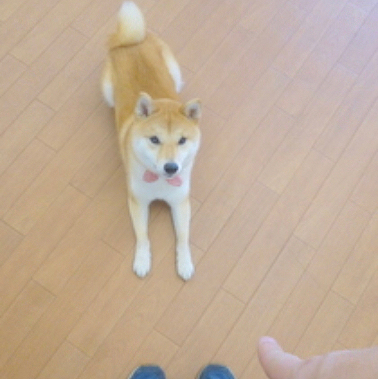 せつ「伏せだってできるよ」