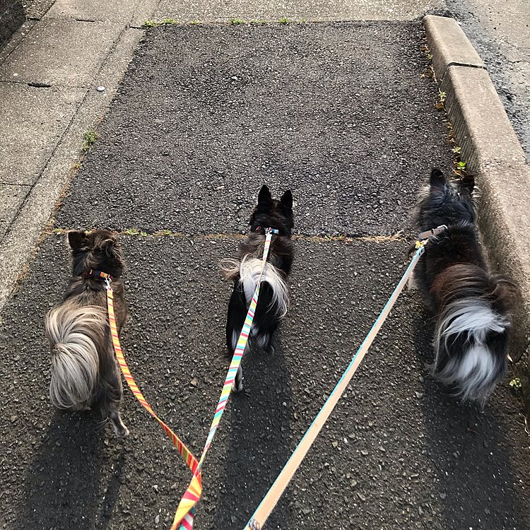 こんにちは😃
3人での朝散歩😅
ソーシャルディスタント👍😂