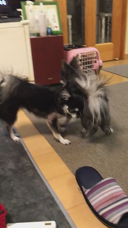 2人のワチャワチャはかわいい〜❣️😂