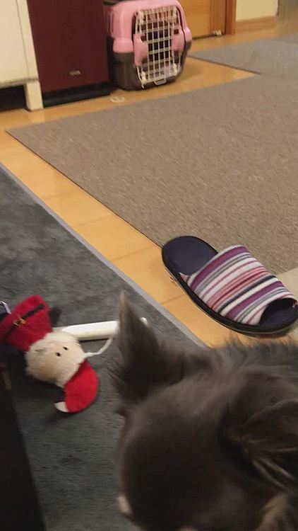 でも、それって楽しいのかい？😂