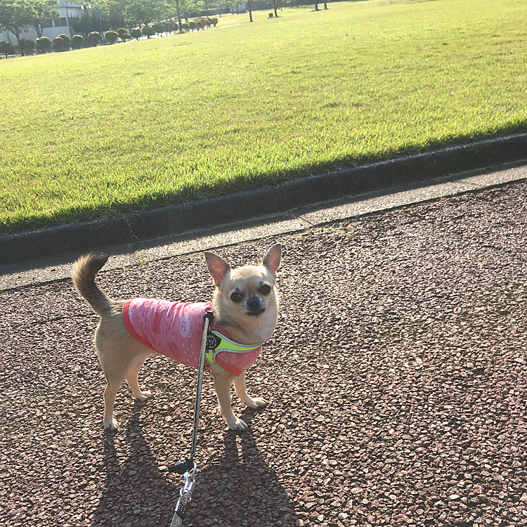 こんばんは🌙
今日は、暑かったですね😅💦
poco地方は、最高気温30度ヒエー🥵明日も暑くなりそうなので皆さん熱中症に気をつけ　お過ごし下さいね😊✨