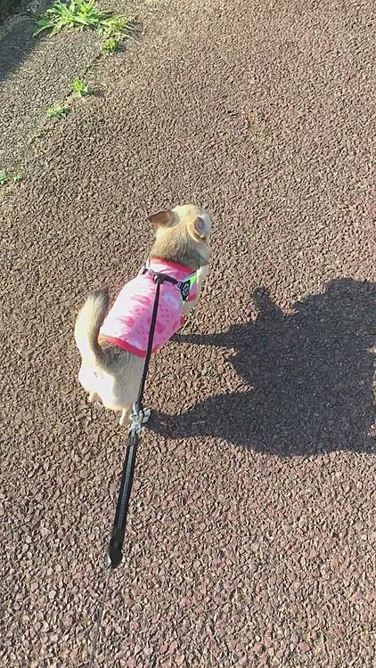 昨日に引き続き夕散歩へ行って来ました🐕🎵　地面を触ったら、暑かったので、明日からもう少し遅い時間にと思います🐶