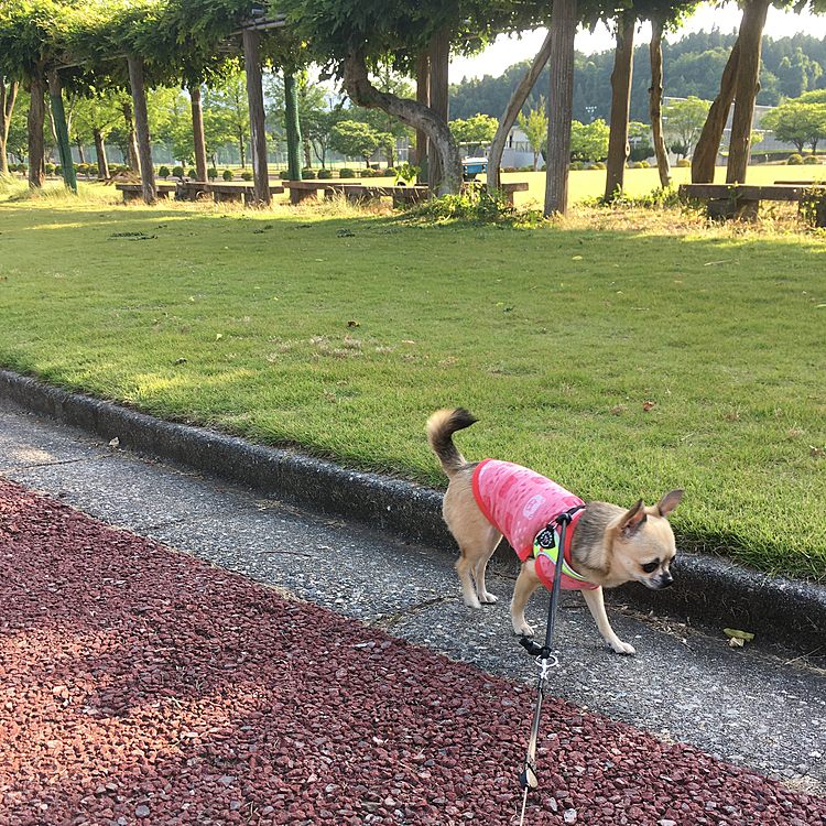 木陰は、風も心地良くお散歩楽しかったね😄🐕🐾