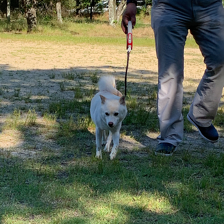 朝の散歩。お父さんといっしょ。