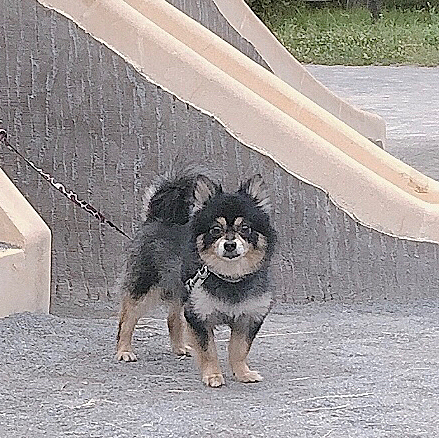 最近毎日会うお友達がいて
すっかり仲良くなってしまいました🐯🌟

犬種がわからないけど
同い年の男の子♪

飼い主さんは腰の曲がったおばあさんで
「毎日会うわね〜😊」
なんて言われちゃいました(´∀`)笑

とらくんもお友達と追いかけっこして
ここ数日夕散歩がたのしそうです🐾✨

