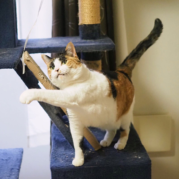 伸び伸びストレートパンチにゃ