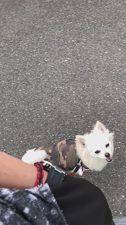 オヤツ欲しいってよく分かるわぁ🤣
ポケットにオヤツ入ってるの知ってるもんなぁ😂