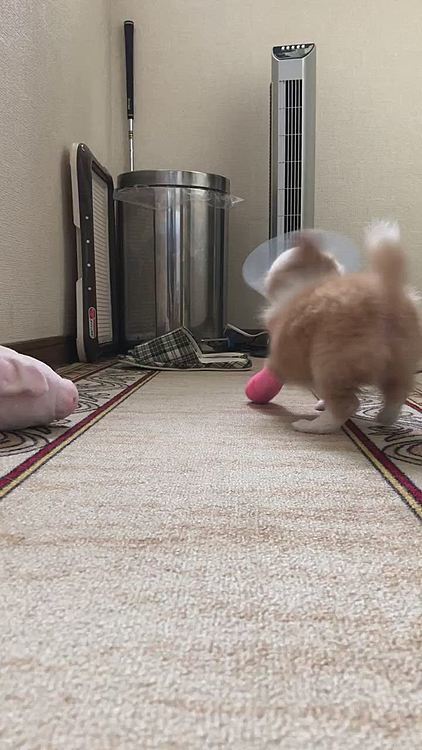 小春は、まだお外行けないから
お家🏠で遊んだよ🐶
廊下に出て遊んでみたよ〜✨🐶
ぜんぜん物怖じしない🤣