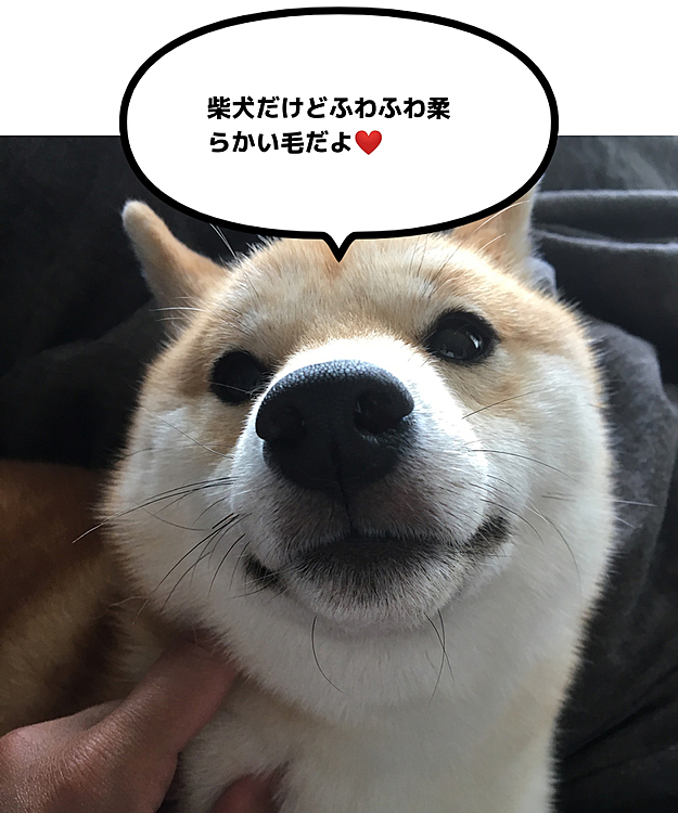 せつの毛色とふわふわ柔らかい毛がお気に入りの私…❤️

ご飯に気をつけたり、ブラッシングは3段階にしていたりと…お手入れは欠かせないのですが、最近グルーミングスプレーなるものが気になっています😄