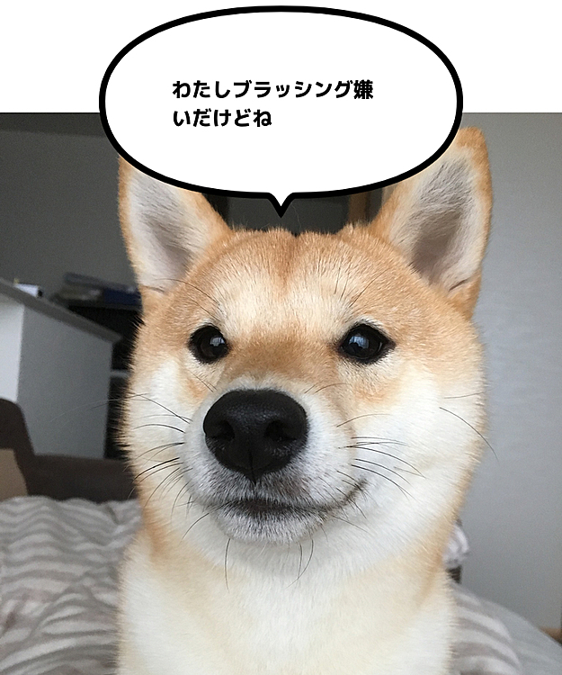 あれ使うともっと良いのかな〜と思いますがなくても綺麗ではあるので買わずに踏み止まっています
でもあったら静電気とかましになるかな💦
もし使っていらっしゃる方がいましたら使用感教えてください😄

ちなみにせつは未だにブラッシングは好きではありません
パピーからずっとしてるのに…😅
