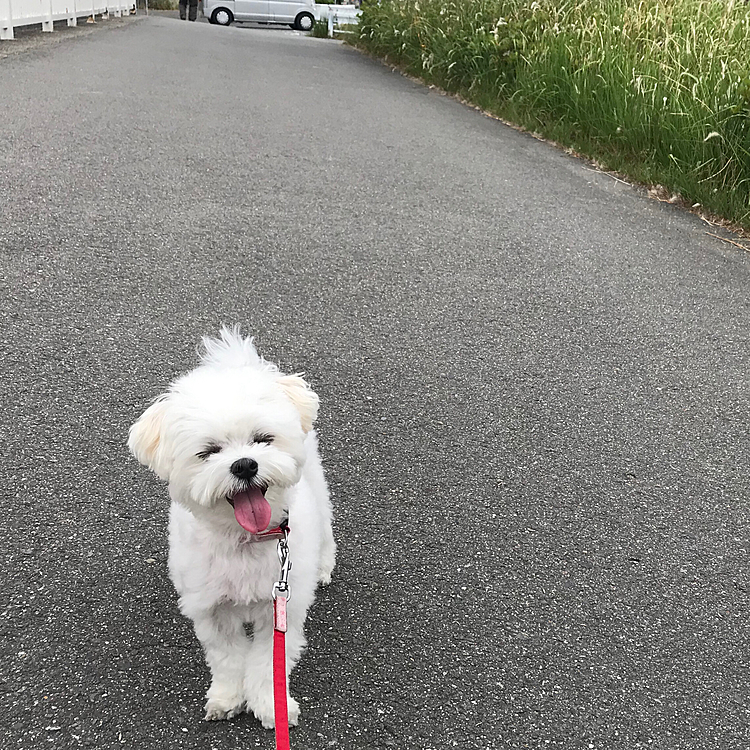 こんにちは😃

今日はお昼から雨予報で曇りなので、涼しいお散歩でした🚶‍♀️