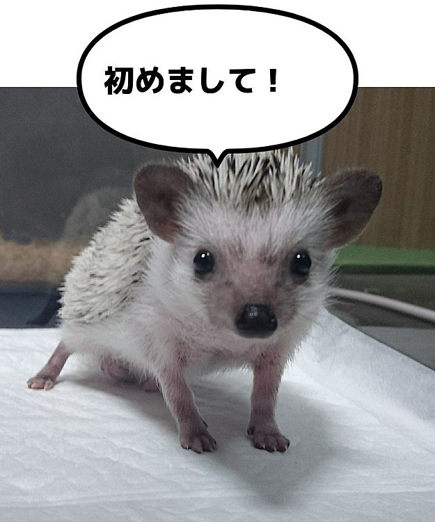 ヨツユビハリネズミの男の子お迎えしました！

一目惚れしちゃいました😆
