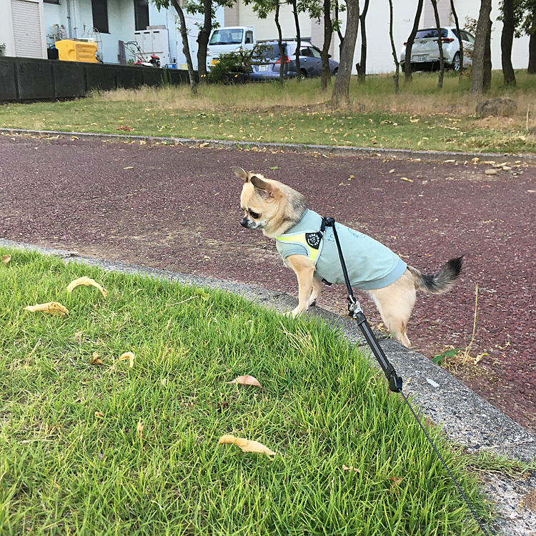 こんばんは🌙
今日も、朝から暑かったですね〜🥵
昨夜から、少しバテ気味でした😅💦