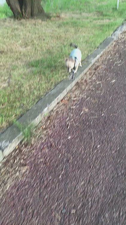 今日も平均台バランス良く一生懸命テクテク、頑張ったよ😄✨