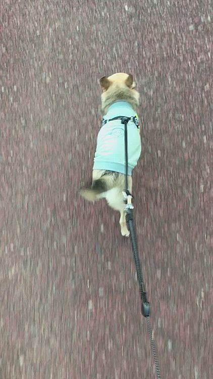 この公園は、いつもオシャレなBGMが流れています🐶💕この曲に乗って今日も、尻尾フリフリ　テンポ良く歩いてました🐕🎵
明日からは、しばらく雨☔️予報です。
poco地方もそろそろ梅雨入りなのかな🤣💦