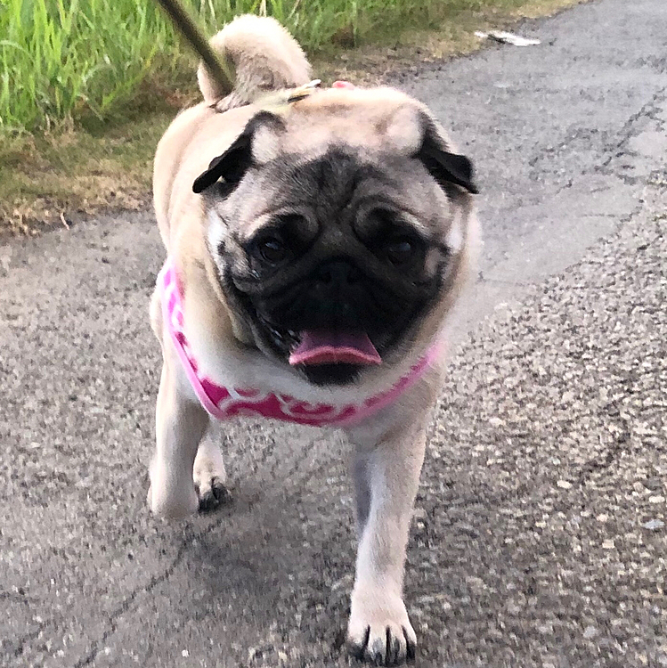 ちょっと涼しくなったので、夕さんぽいって来ました🐶
