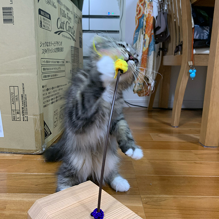 しゃかぶん！！しゃかぶん！！しゃかぶん！！