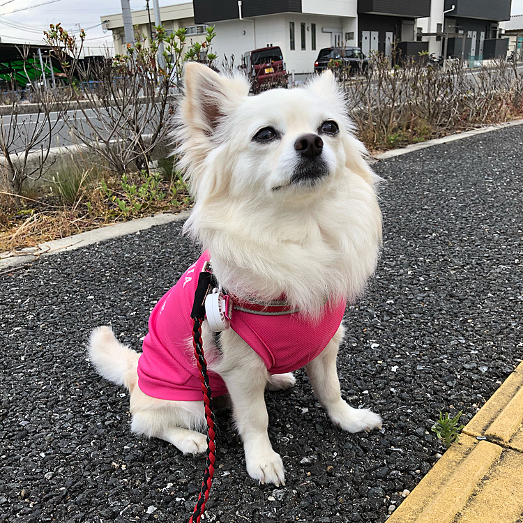 おはようございます☁️
朝から蒸し暑いですね💦
小雪は今朝も元気いっぱいお散歩してきたよ🎵🐶