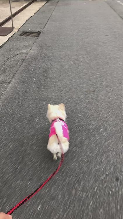 ちょっと小走りなんかしてみたり🐾👣
