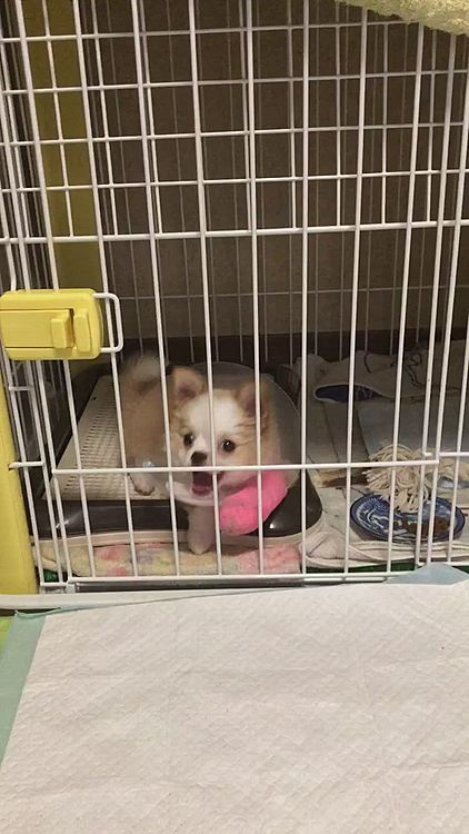ケージから出せ出せアピールして🐶
開けると出走馬の如く飛び出してきます🤣