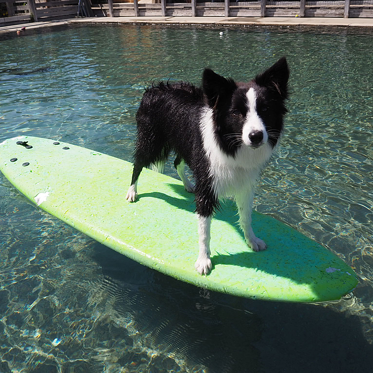 ちょっと前に行ったプールが楽しかったなぁ🐕💦
またいこね