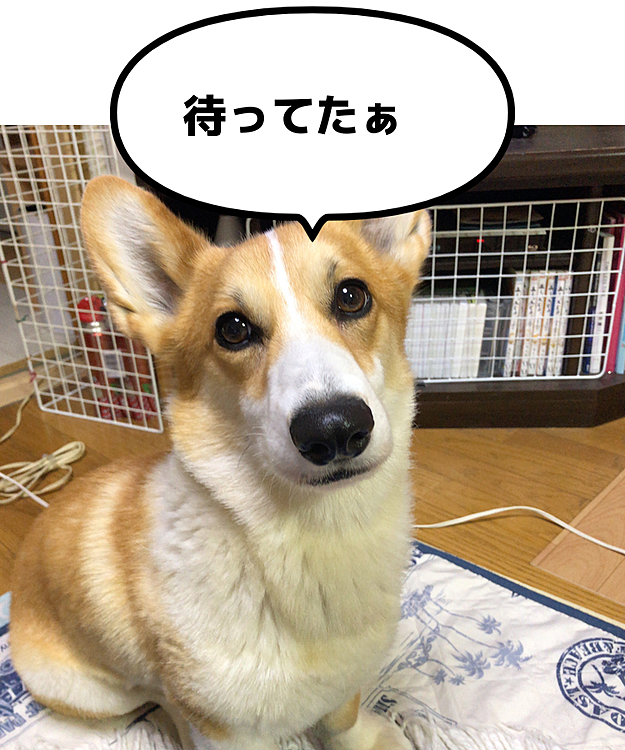 昨日の帰宅後😃
お留守番頑張ってたよ😃の顔😃
でも昨日はおとーさんが居たからよかったでしょ？😃
え？そうでもない？🤣