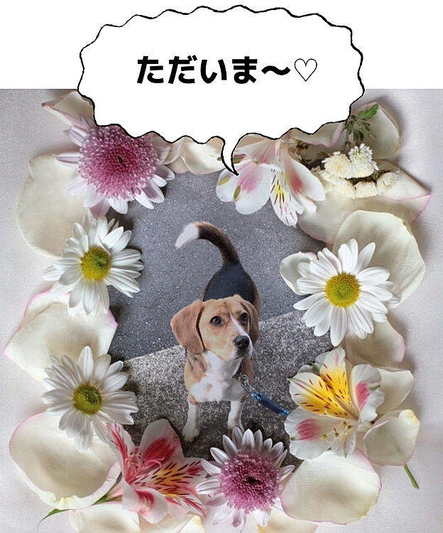 今日は月命日😌🙏
ココが天国🌈にいってもう8ヶ月…まだ8ヶ月…
不思議な感覚🐶✨

大好きだよ〜🐶💖💕