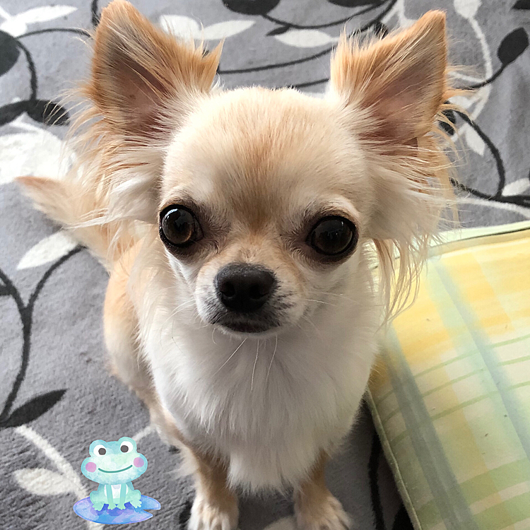 こんにちは😊
予報通り雨が降ってきました☔️
ギリギリセーフでお散歩に行けました🤣これからしばらく晴れ☀️予報がないのでお散歩が困ります😢
お散歩も行ってオヤツも食べてさぁ何して遊ぼうかなぁ？