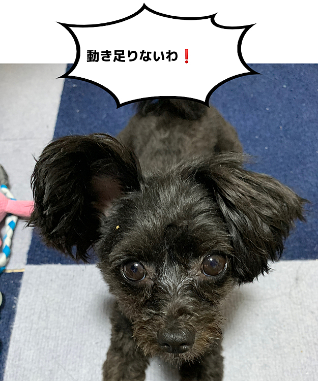 ついに…梅雨入り😱困った⁉️ハピさんお散歩行かないとご飯食べないのよね😥
今日は雨の中お散歩…ちょっと短めです。
雨の道路で寝ようとするし、ミミズトラップあるし、風が強いから傘☂️がまた大変💦
お家帰ったらドライヤーです😭
せめて朝だけは晴れてて欲しい
