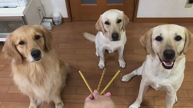 ひとり１本ずつのつもりが…😳💦

飛び付くライトに、欲張るアリス🐶🐶💨
残った１本、カレンにあげようと思ってるのに…🤣
小ちゃくなった最後のひと口、必死に狙うお三方🐶🐶🐶‼️
無事にカレンのお口に入りました😋💕