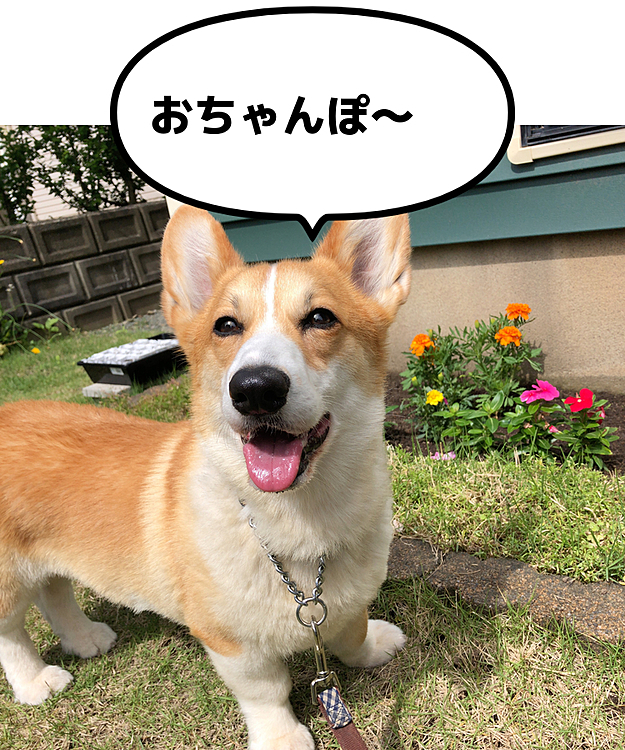 天気がいいので元気にお散歩❤️
まあるも元気な笑顔💕→いつもか🤣
