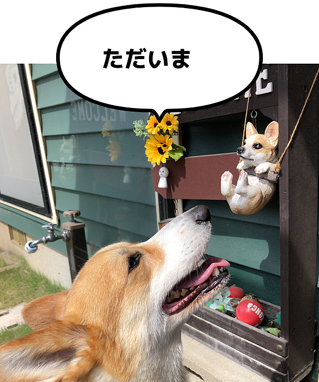 玄関のチビまある😃
ひまわりも🌻追加されました❤️