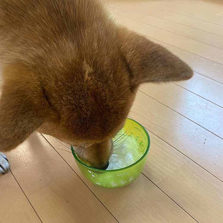 チャコさん、カキ氷デビューしました。何もかけてないただの氷ですが、美味しそうです😁