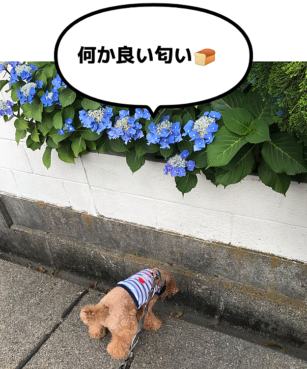 梅雨入りしてからは真夏日は無いのですが、湿度が高くて蒸し暑さが半端ないハッピー地方です🥵

先日のお散歩で大好きな側溝を落ちそうなくらい覗き込んでいたので見てみると食パンが落ちていました🍞