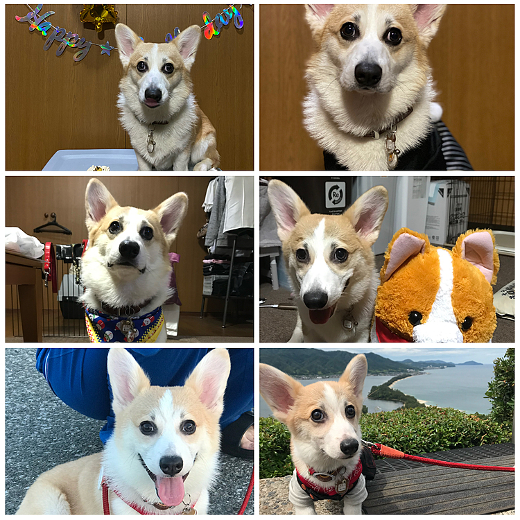 仕事の休憩中にえいとがうちの子になって1年間の写真を見て癒され、写真をまとめてみたら早い成長だと笑ってしまいました❣️
右下がうちの子になった時の写真です‼️
そして左上が1歳の写真です
