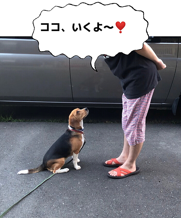 レイの投稿