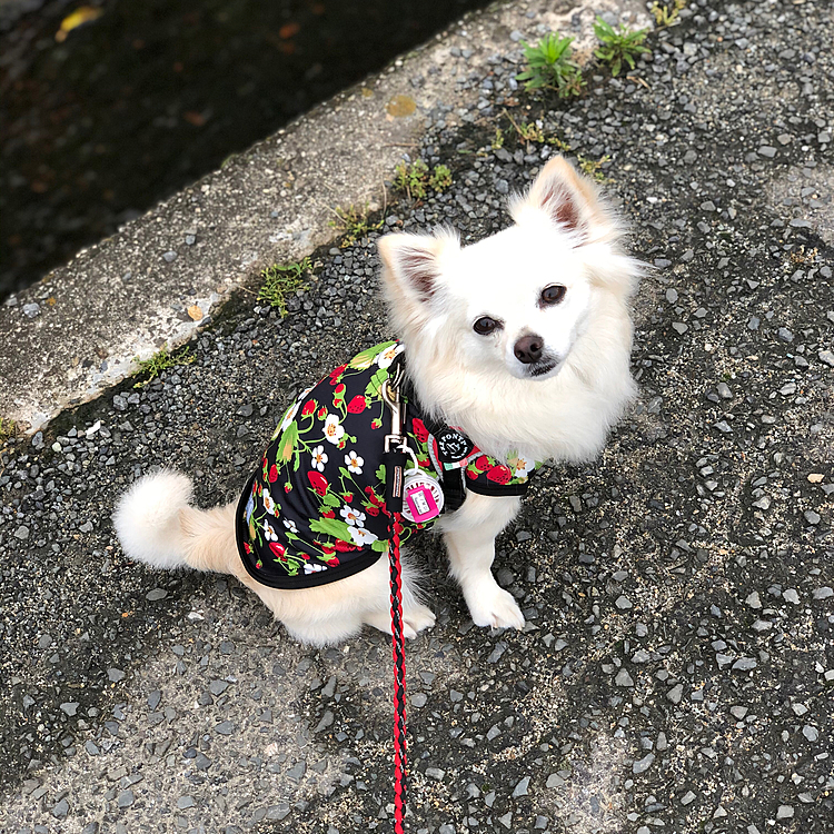 おはようございます☁️
休日なのにいつも通りな時間に起きてしまった🤣
雨降ってると思ったら、止んでた👍
小雪、さすが晴れ女やな😂