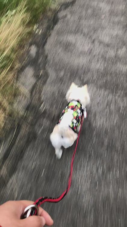 今朝も小雪は元気いっぱいお散歩してきました🎵🐶
早朝やからお友達には会えなかったけど
雨降る前にお散歩できて良かったね😊