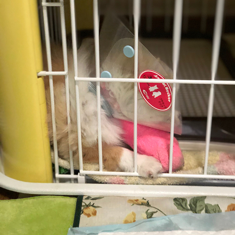 小春は、朝からワチャワチャ遊んで〜🎵
朝ごはんモリモリ食べて〜✨
寝るッ💤
めちゃめちゃ健全やわ🤣