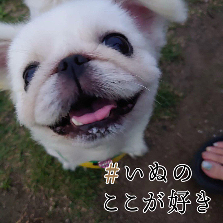 殿様ー🖤
お散歩🐕♫だいすき🥰
たまに見せてくれる
この笑顔😊癒し♡♡