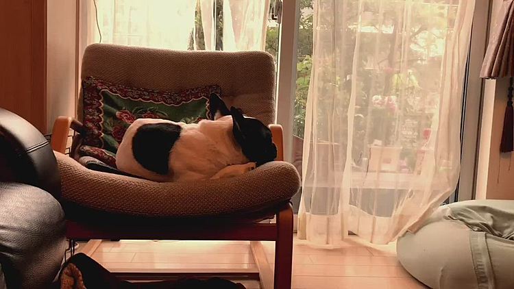 今日は家でまったりしてましょうね😌
